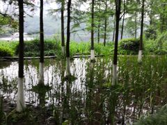 -重庆彩云湖湿地公园
