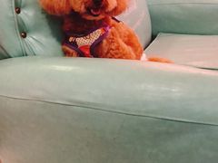 -百好乐宠物友好餐厅(朝外大街店)