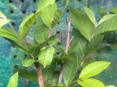 -上海大自然野生昆虫馆
