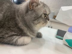 -喵园·猫主题咖啡厅·撸猫·猫咖(国贸店)