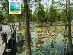 -池杉湖湿地公园