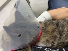 -中农国际动物医院24小时·猫科·骨科·急重症中心