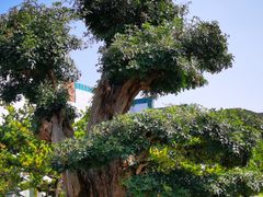 -北京植物园-展览温室