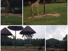 -广州长隆野生动物世界