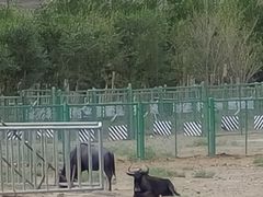 -新疆天山野生动物园