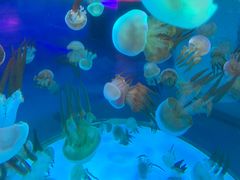 -左海海底世界