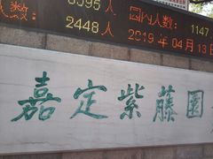 -嘉定紫藤园