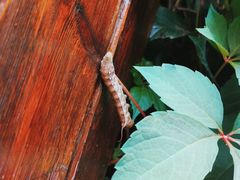 -老四季(南市场店)