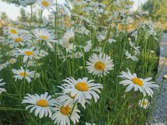 -汉长安城未央宫国家考古遗址公园