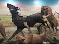 -郑州自然博物馆(惠济区)