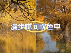 -金塔沙漠胡杨林景区
