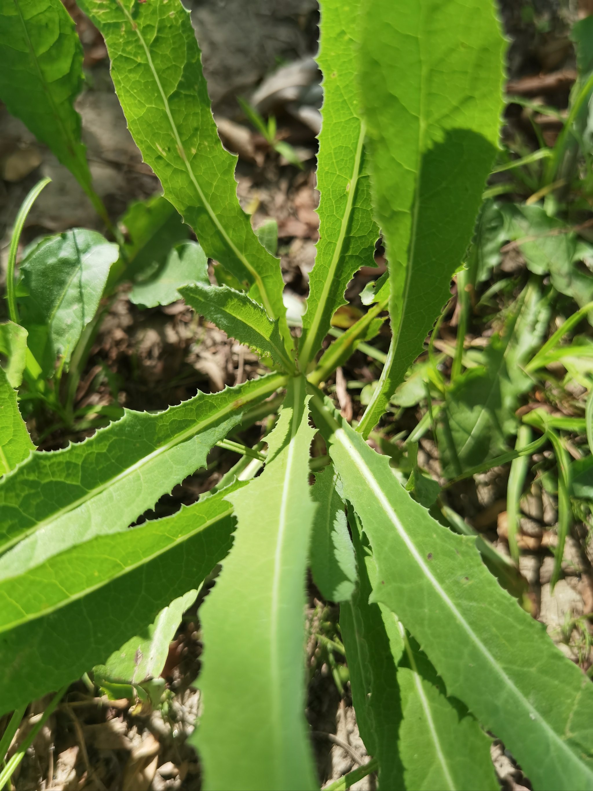 老过劲野菜图片图片