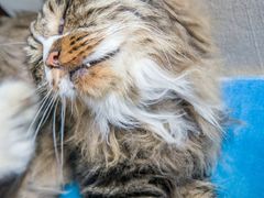 -Anne猫窝咖啡屋