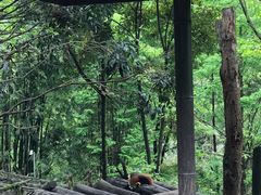 -都江堰中华大熊猫苑