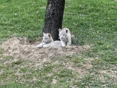 -北京野生动物园