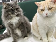 -安格丽娜·狗咖·猫咖羊驼咖(春熙路百盛商场店)