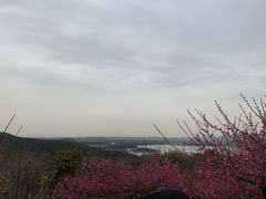 -香雪海