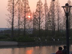 -高东镇樱花园