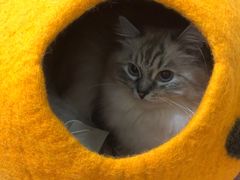-安安宠医宠物医院·异宠·犬猫内科(岳阳分院)