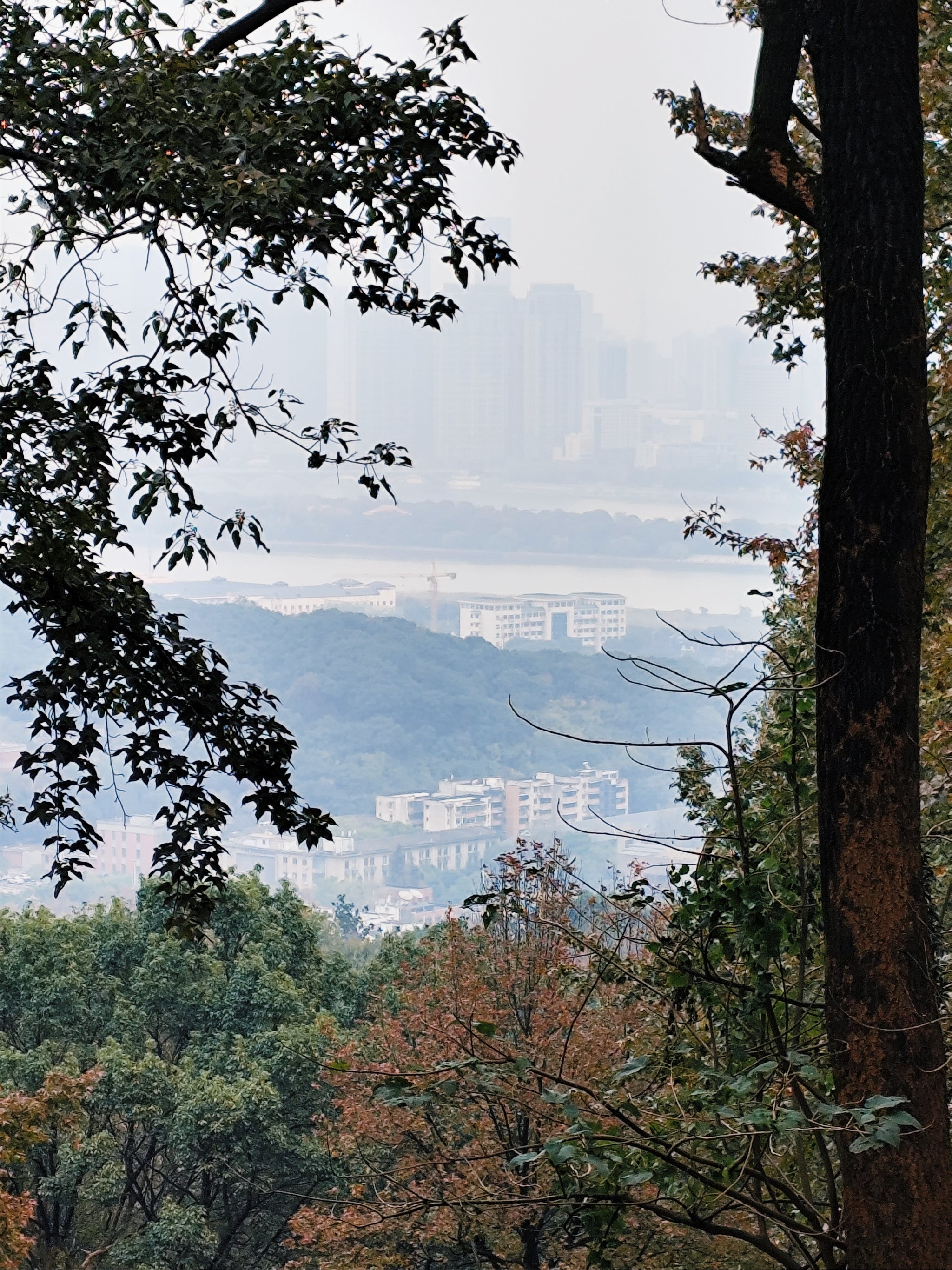 岳麓山风景照图片