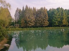 -贡湖湾湿地公园
