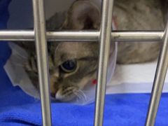 -中农国际动物医院24小时·猫科·骨科·急重症中心