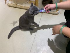 -藏猫猫咖啡主题馆(中央大道店)