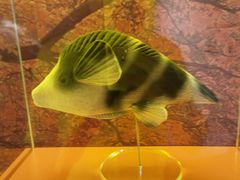 -上海海洋水族馆