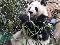 -成都动物园