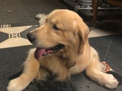 -火车头法国西餐厅