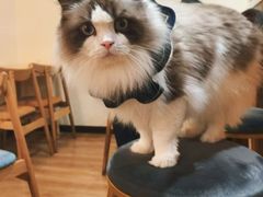 -滚猫咖啡·猫咖·猫友好撸猫(未来城店)