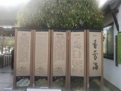 -香雪海