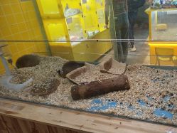 -神奇动物撸宠馆·羊驼·小浣熊·异宠(豫园店)