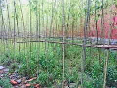 -莆田南少林寺