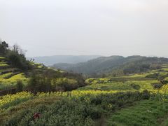 -桑洲油菜花景区