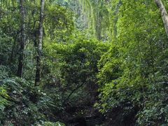 -西双版纳原始森林公园