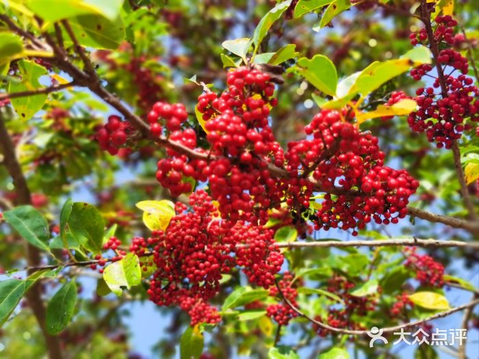 芒洲湿地公园图片