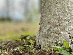 -铁山坪森林公园