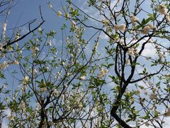 -南国桃园旅游度假区