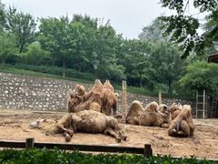 -石家庄市动物园