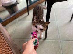 -喵屿·大理花园猫咖