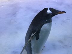 -芜湖新华联大白鲸海洋公园