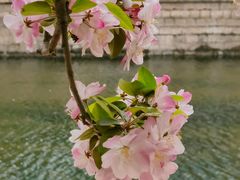 -海棠花溪(元大都城垣遗址公园)