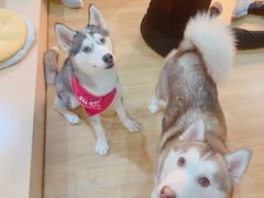 -Husky Go! 哈士奇体验馆·宠物咖啡厅狗咖