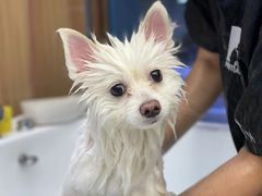 -FAELING PETS美天灵宠物(富力广场店)