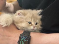 -瑞派康怡24h宠物医院·犬猫医疗中心·微创绝育(瑞景分院)