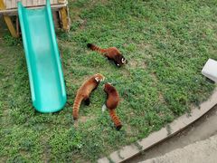 -青藏高原野生动物园