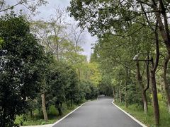 -东平国家森林公园