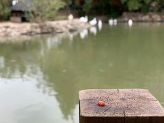 -田园东方蜜桃村的田野营地