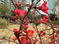 -西北湖绿化广场